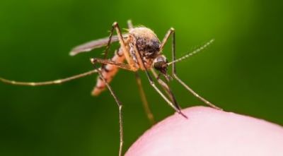 Amazing Facts: Do you know why mosquitoes bite?