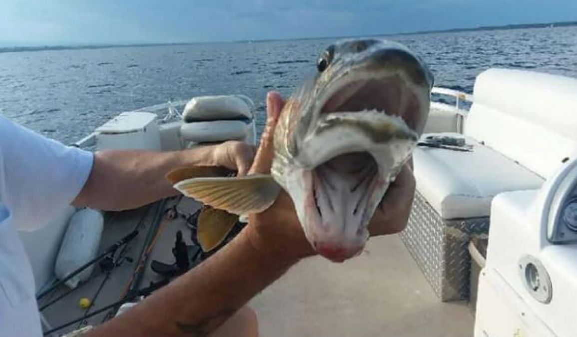 सोशल मीडिया पर वायरल हो रही दो मुंह वाली मछली