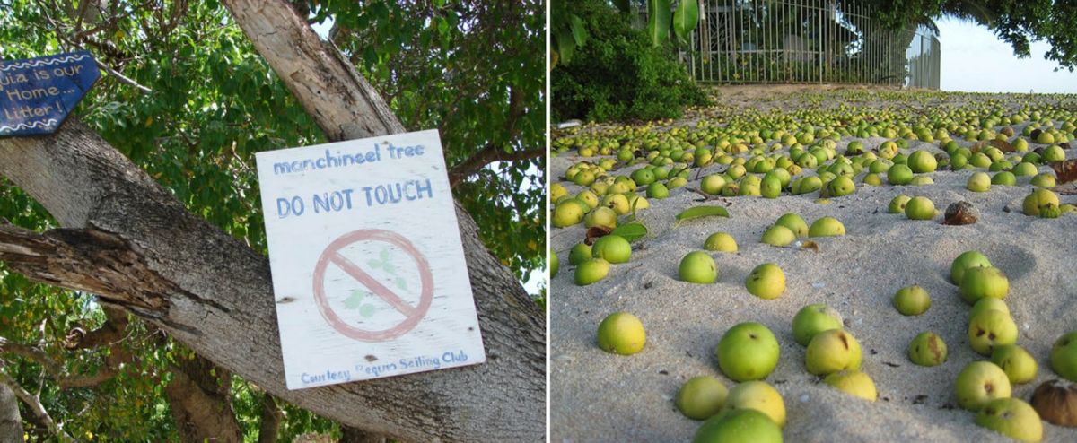 This is The World's Most Dangerous Tree, the 'apple of death'