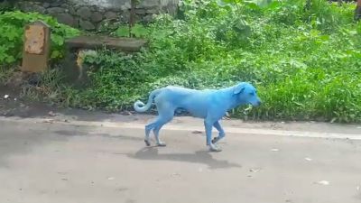 मुंबई में देखे जा रहे हैं नीले रंग के कुत्ते, क्या है इसके पीछे का राज़ ?