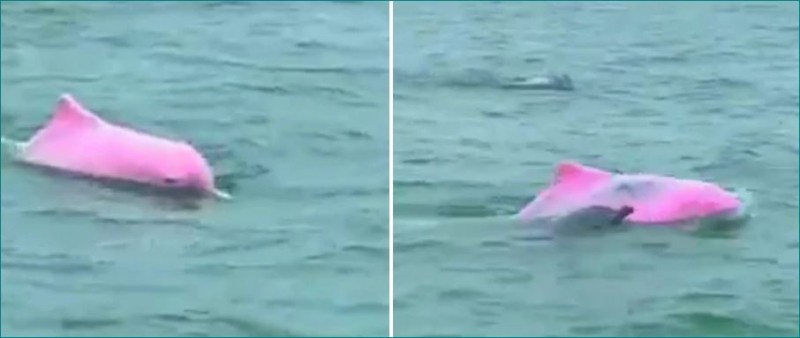 Pink dolphins spotted for the first time; WATCH This Adorable Video