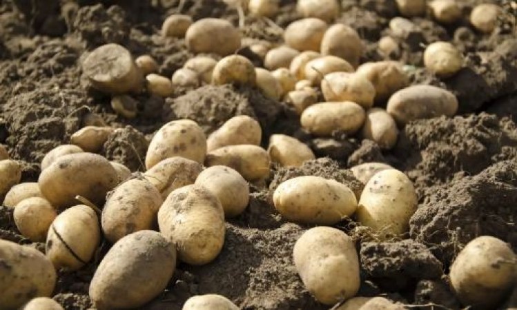 Know about this country where millions of people lost their lives due to potato