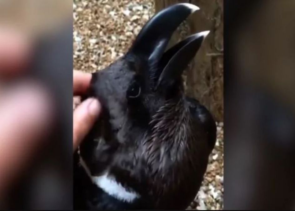 VIDEO : पक्षी है या खरगोश? आपकी आँखें भी खा जाएगी धोखा