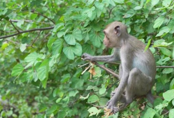 You'll be shocked to see this video of a monkey doing yoga!