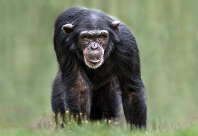 Woman used to meet 38-year-old chimpanzee every day, said - 'We love each other'