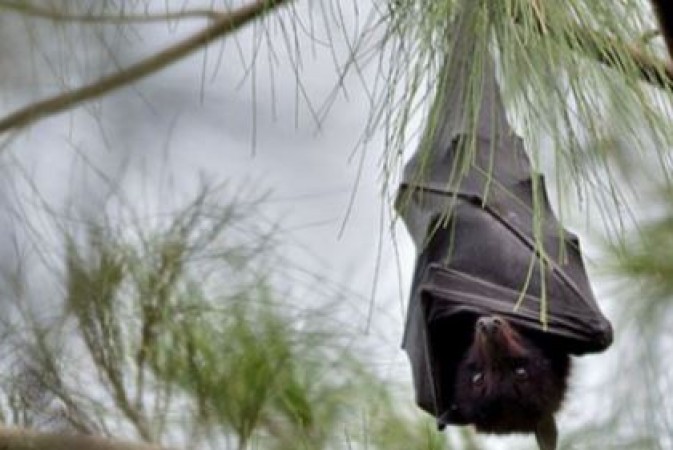 Once you see this video of bats, you will not stop laughing!