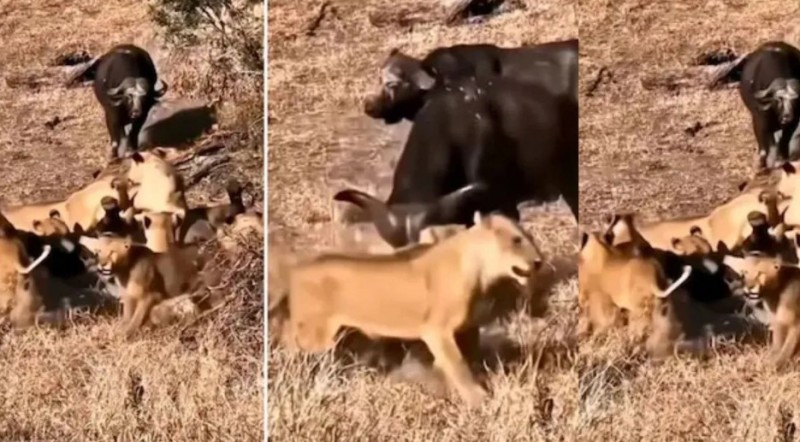 Disguise victim to lion's hunger