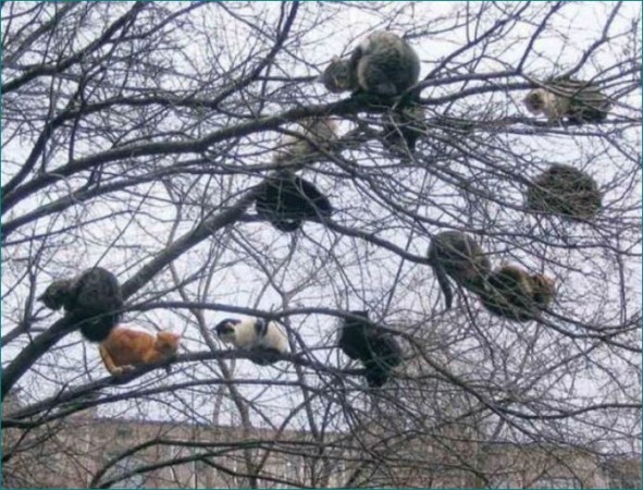 Picture of cats lying on a tree going viral