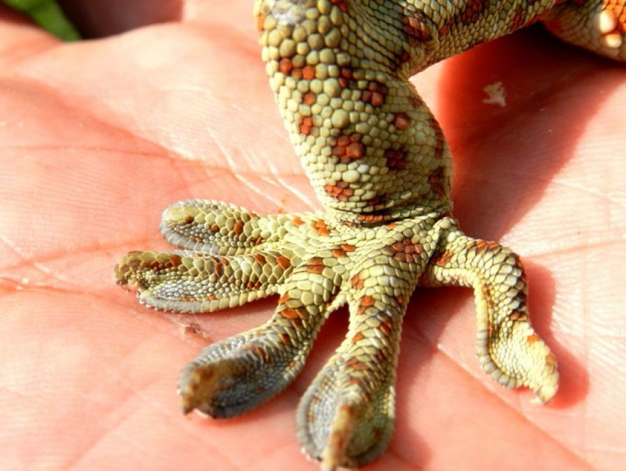 The rare species of lizard going viral on social media, know its specialty