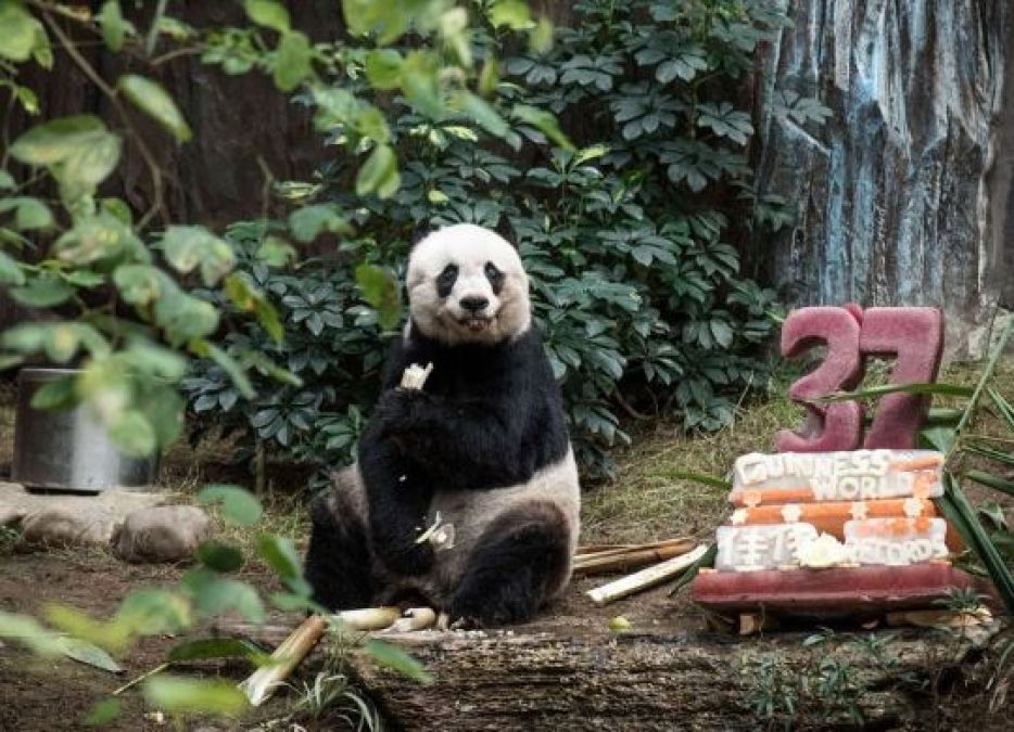 कुछ इस तरह मनाया गया है सबसे उम्रदराज पांडा का जन्मदिन...