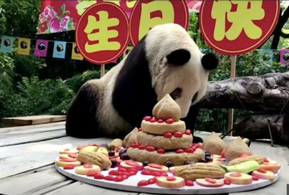 कुछ इस तरह मनाया गया है सबसे उम्रदराज पांडा का जन्मदिन...