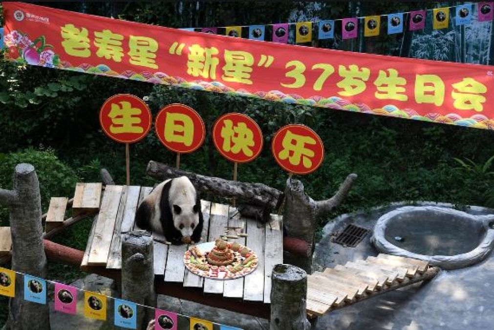 Birthday of oldest panda is celebrated in unique way