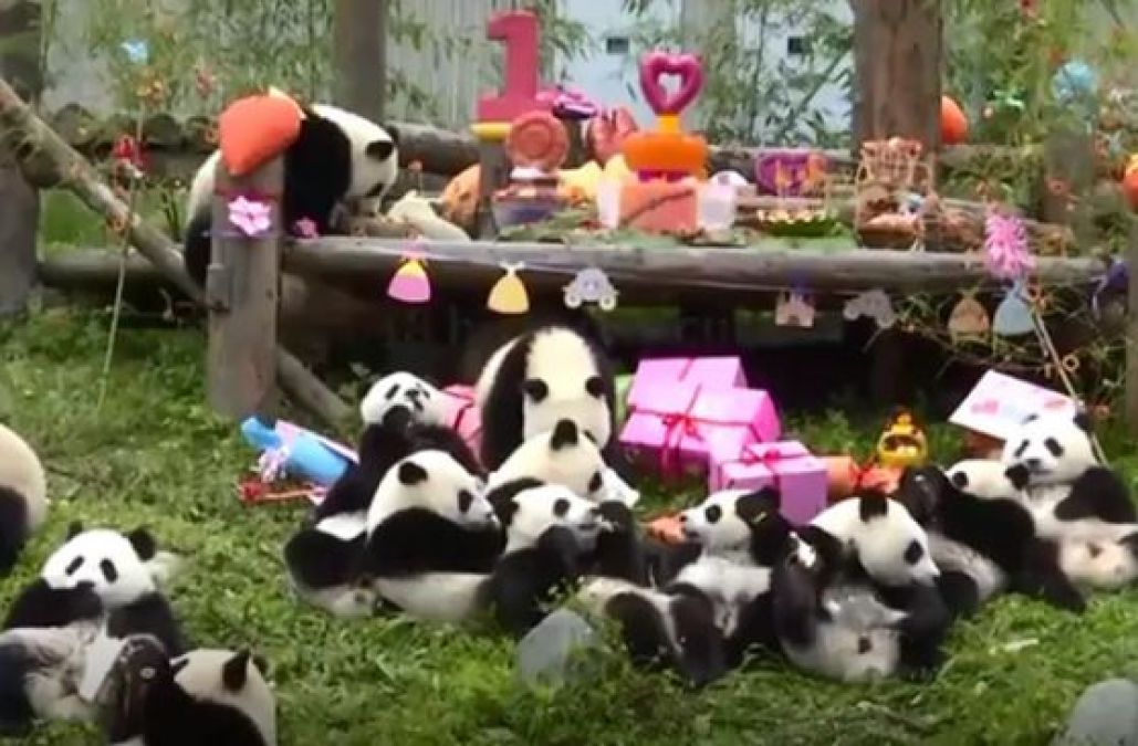 Birthday of oldest panda is celebrated in unique way