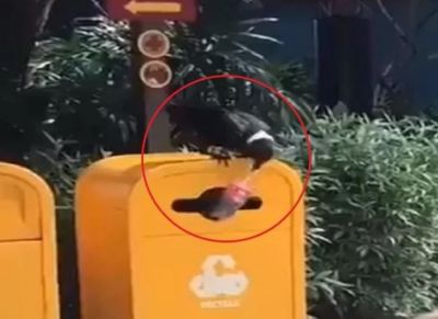 Viral Video: Crow throws an empty plastic bottle in dustbin