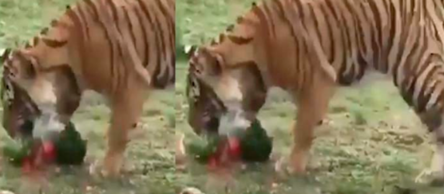 When a tiger attacked over a watermelon, something like this happened