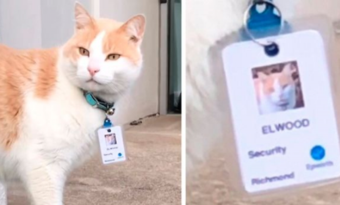 This stray cat got a job in the unemployment season, this is her work!