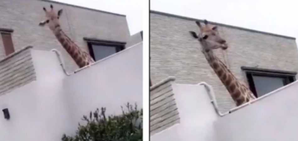 Public got angry on this person who was raising a giraffe in his house
