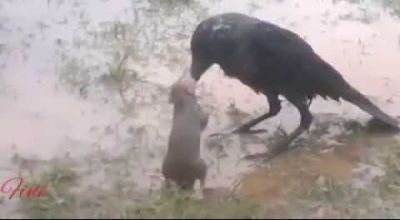 चूहे से पंगा लेना इस कौवे को पड़ गया भारी, देखिये इस वीडियो में