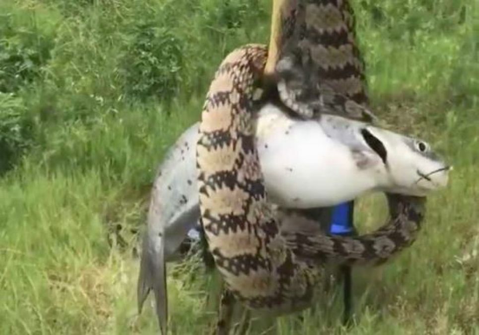 Video: The man who went fishing, got a snake, you'll be surprised to see!
