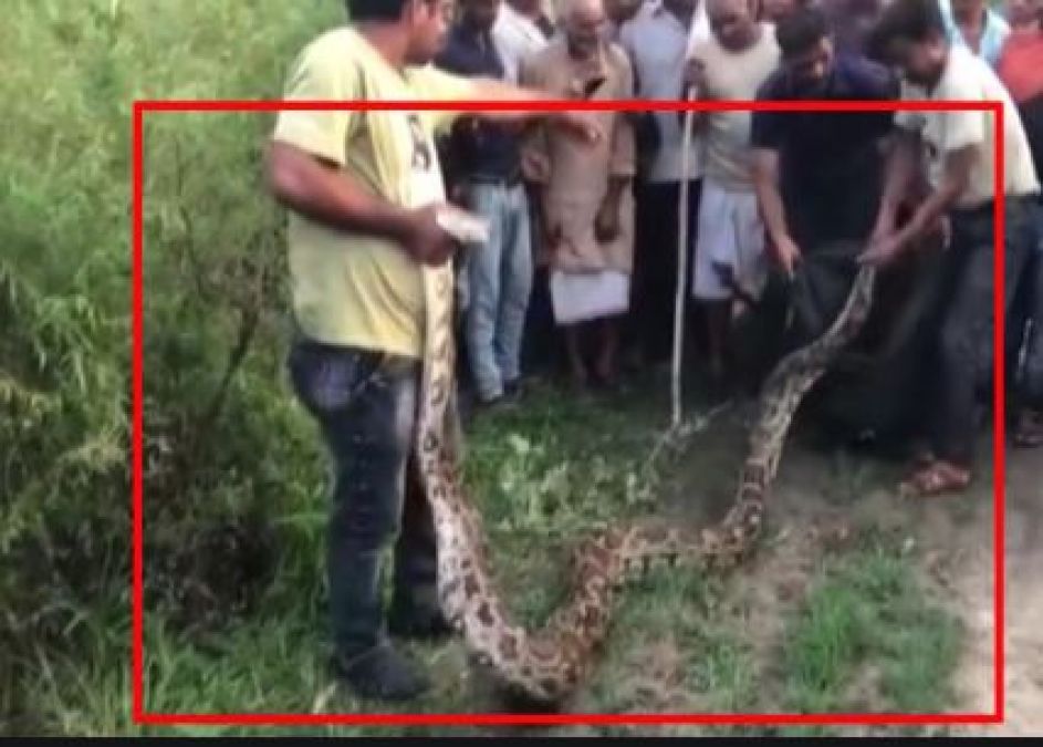 16-foot python tried to swallow a goat, that's how goat was rescued!