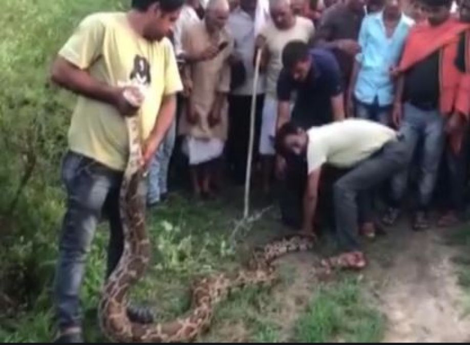 16-foot python tried to swallow a goat, that's how goat was rescued!