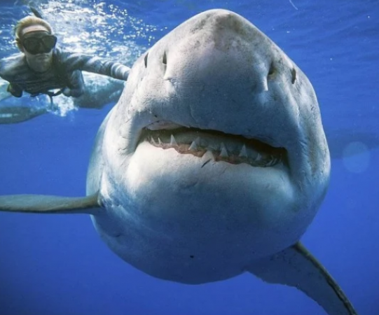 Why do sharks hunt humans?