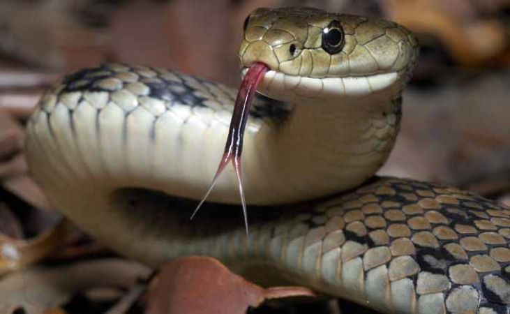 सापों के बारे में कुछ ऐसी बातें जो शायद आप न जानते हों