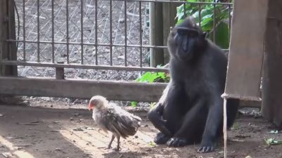 Video : चिम्पांजी और मुर्गी के बच्चे की दोस्ती को देखकर हर कोई है हैरान