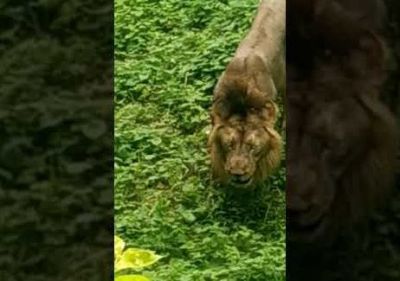 The king of the jungle was forced to eat grass, the video shocked everyone!