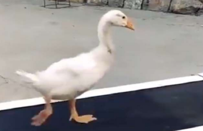 You will be surprised to see Duck doing this exercise
