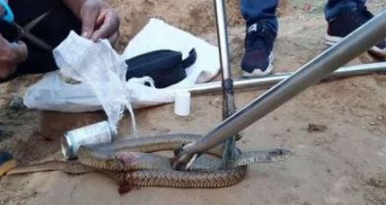 Snakes injured during road construction, doctor came and...