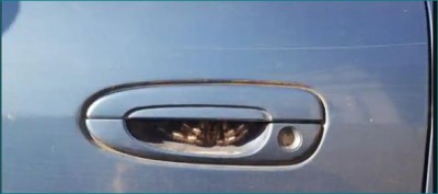 Woman stops driving for a week after finding huge spider hiding in the door handle of her car