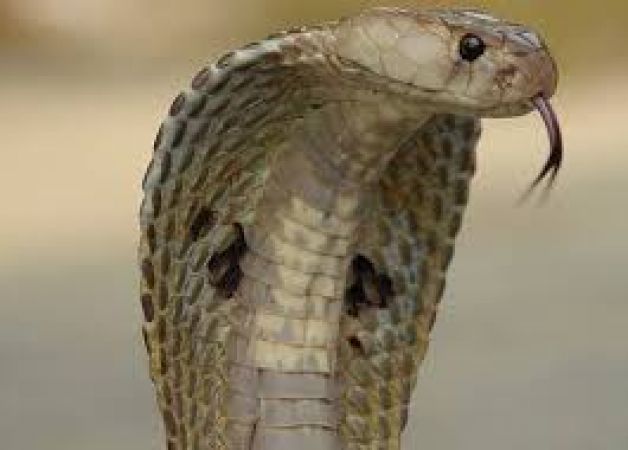 घर में निकला इतने फिट लम्बा कोबरा, देखते ही उड़े होश