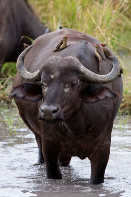 This buffalo gives 32 liters of milk every day, you will be shocked to know price