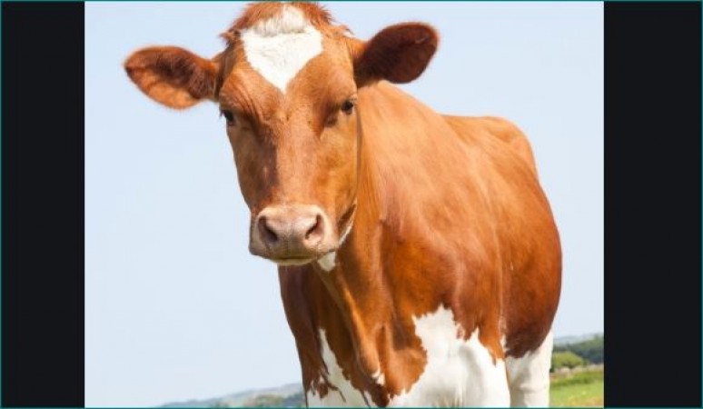 Video: गाय को परेशान कर रहा था युवक, गुस्से में गाय ने किया ये काम