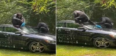 कार धोते चिंपांजी का VIDEO वायरल