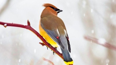 इनकी खूबसूरती ही बन गई इन पक्षियों के लिए श्राप