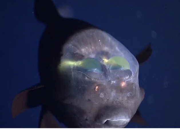 Photos: Creatures shown 2000 feet below in the sea – fish or alien? ‘Glass’ transparent head, 360-degree rotating eyes