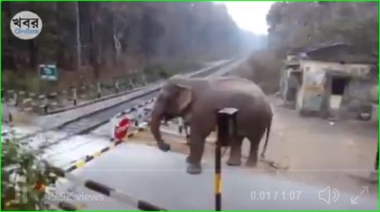 Elephant opens Railway Crossing Gate, Video going viral