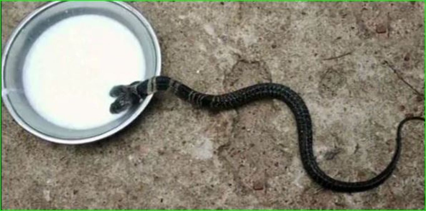 Two-faced snake found, pictures going viral