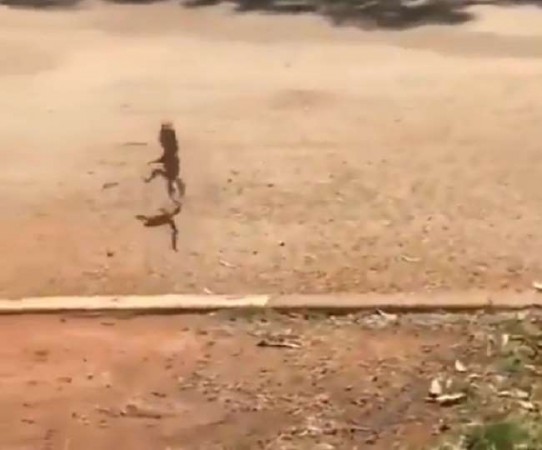 Squirrel runs in happiness, user says, 'Happy to leave office'