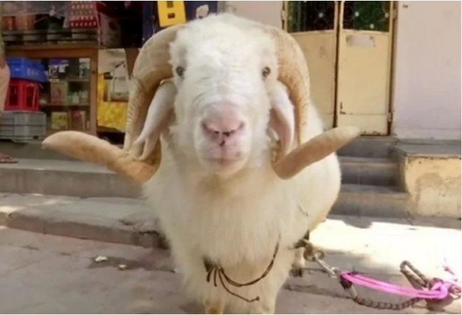 Price of this sheep named 'Modi' is 1.5 crore rupees, people dying to buy