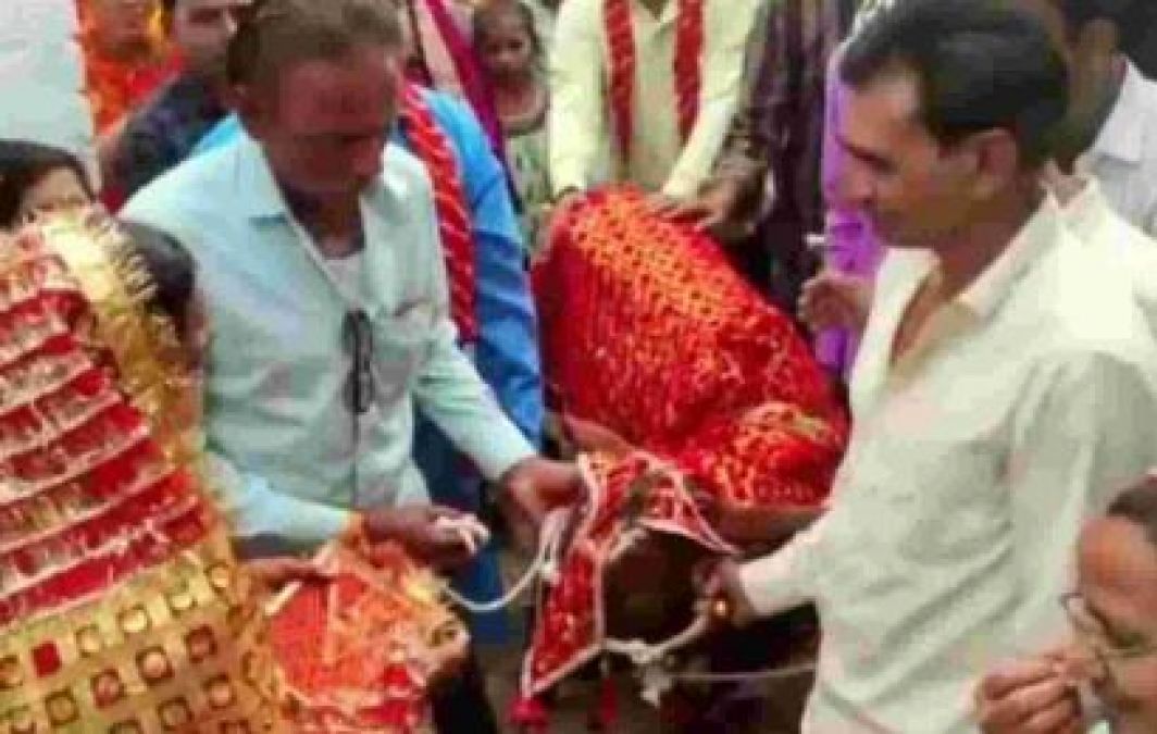Unique wedding of calf-heifer in MP, distributed 1,000 cards