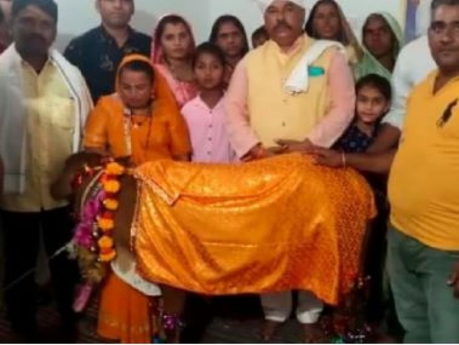 Unique wedding of calf-heifer in MP, distributed 1,000 cards