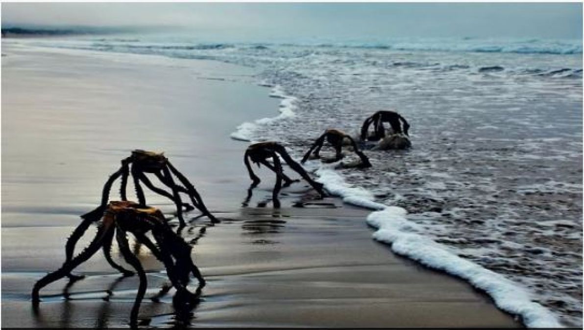 Huge scary spiders seen on the seashore, Know what's the truth