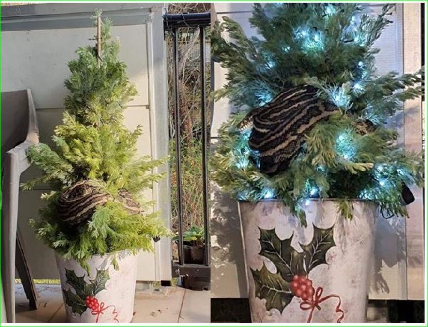10 feet long python wrapped on Christmas tree; see here