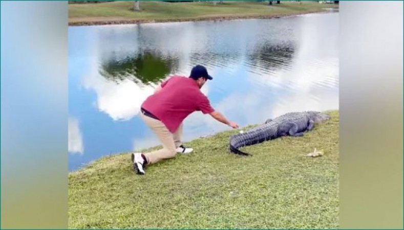 Watch Video: Young man reached to lift the golf ball fell on tail of crocodile