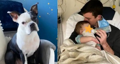 Pet dog rescued little girl