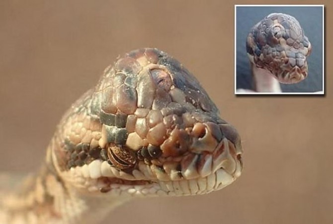 Ever Seen a Snake with Three Eyes? Brace Yourself and Check Out This Picture