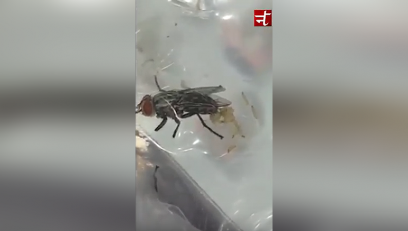 Video : खाने पर बैठकर मक्खी ऐसे फैलाती है कीड़े
